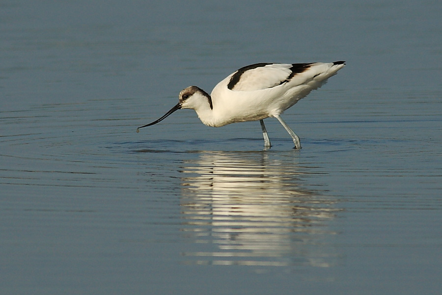 Avocetta